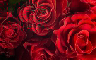 1. Simpatia da Rosa do Amor